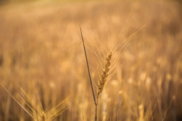 Trigo en campo