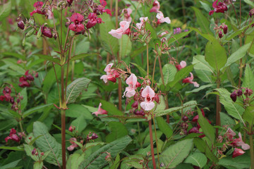 Wild flowers Himalayan balsam thickets close to
