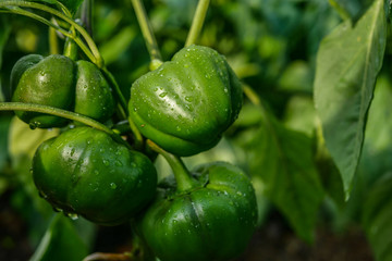 Fototapeta na wymiar bell pepper plant with green fruits 