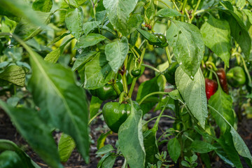 sweet pepper bushes with green fruits