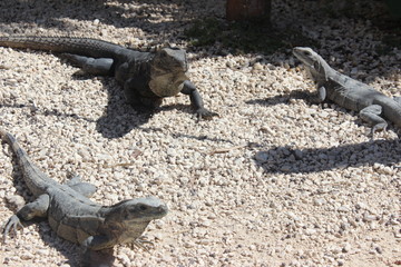 Leguane in Mexiko