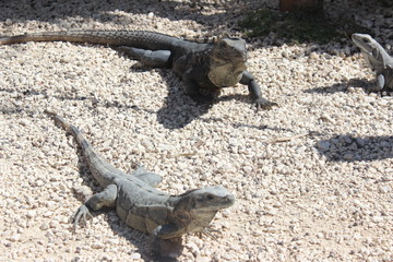 Leguane in Mexiko