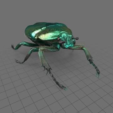 Green scarab beetle 1
