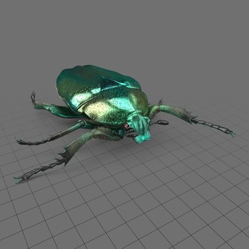 Green scarab beetle 3