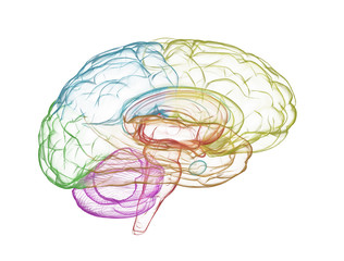 Brain x ray model multi colour. Isolated on white background