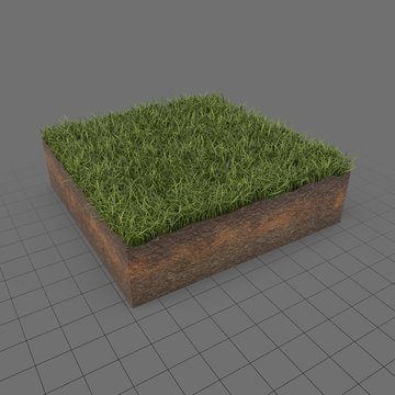 Grass cross section 4