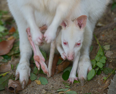 Albino kangaroo and it's baby