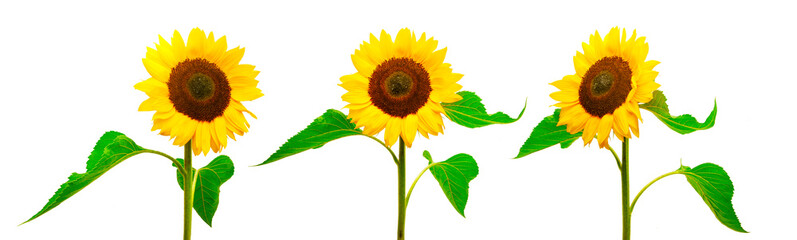 Drei Sonnenblumen isoliert auf weißem Hintergrund
