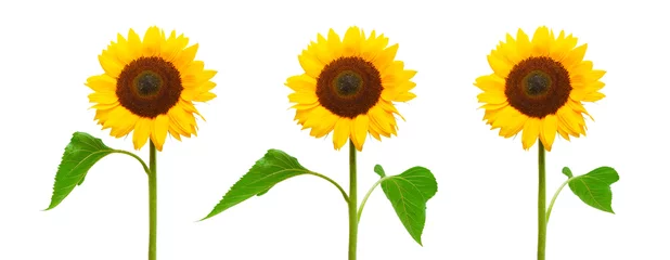 Fotobehang Zonnebloemen Drie zonnebloemen geïsoleerd op een witte achtergrond