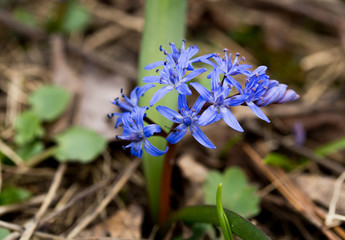 Blue snowdrop blossom flowers in early spring in the forest. Scilla siberica Squill