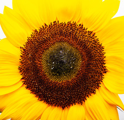 Drei Sonnenblumen isoliert auf weißem Hintergrund