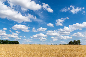 Getreidefelder mit einzelnem Baum in der Mitte und einem strahlend blauen Himmel mit vielen weißen Wolken