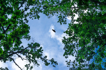 Blick durch grüne Laubbäume hinauf in den blauen Himmel mit weißen Wolken und einem Rabenvogel im Flug mit Beute im Schnabel