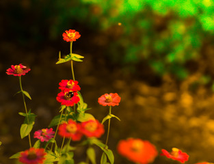 red flowers in the garden