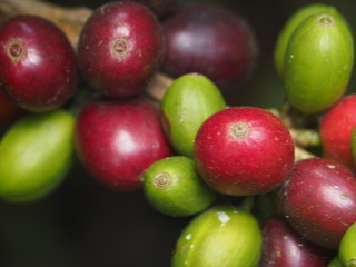 Coffee Beans