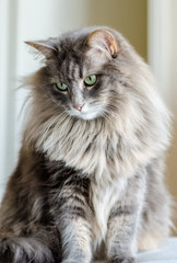 Nice posing cat in natural daylight