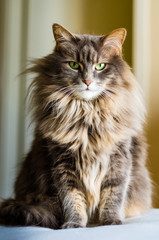 Nice posing cat in natural daylight