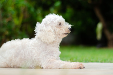 Four-legged friend..