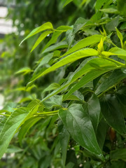closeup view of green leaves