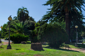 Fototapeta premium Zieleń 