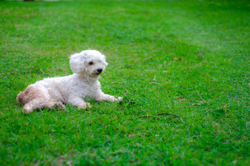 Four-legged friend..