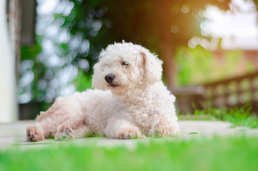 Four-legged friend..