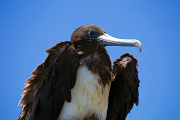Magnificent frigate bird taken in south america