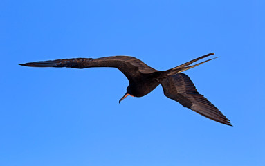 Magnificent frigate bird taken in south america