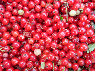 background of red currant berries