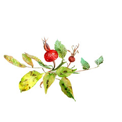 watercolor drawings of autumn leaves and fruits, composition, frame