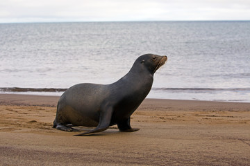 Fototapeta premium Sea lion from Galapagos islands