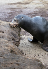 Naklejka premium Sea lion from Galapagos islands