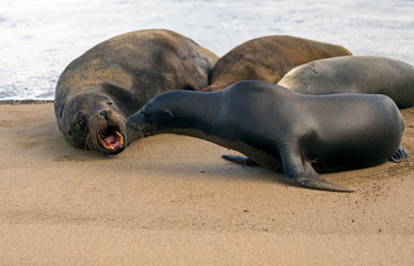 Obraz premium Sea lion from Galapagos islands