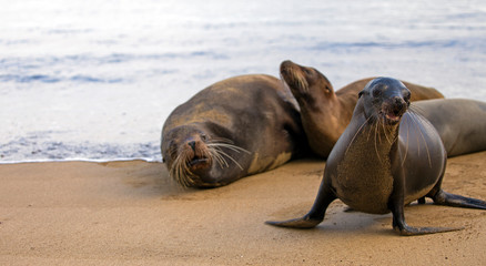 Sea lion from Galapagos islands