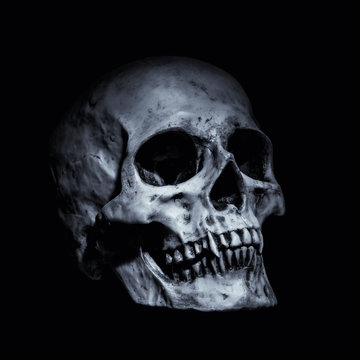 vampire skull on a black background