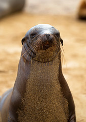 Fototapeta premium Sea lion from Galapagos islands