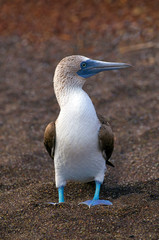 Blue-footed booby