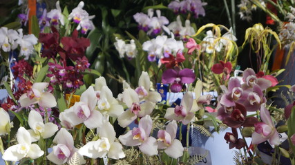 orquidias