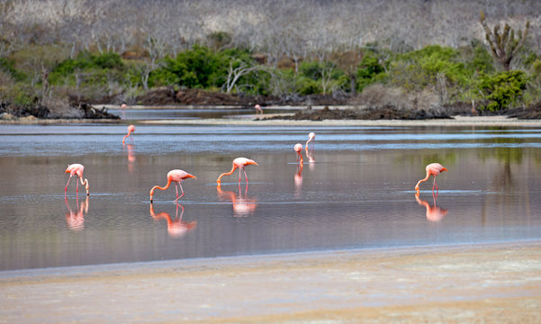 Pink flamingos taken in the wild, Galapagos islands