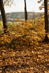 Autumn, yellow bush in the forest.  A lot of autumn foliage yellow and red.