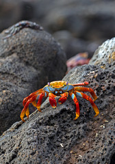 Sally lightfoot crab closeup