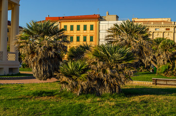 palma