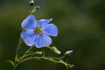 Fototapeta premium Beautiful flowers of flax