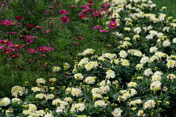 Fototapeta premium Flower bed in the city Park, landscape design