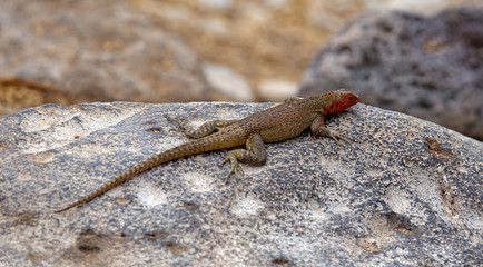 Galapagos lizard on a rock by the beach