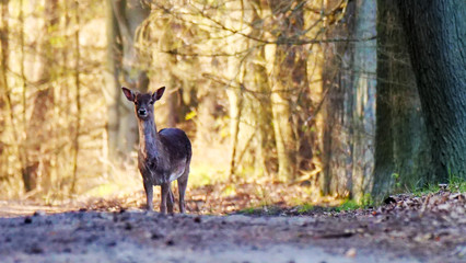 Reh im Wald ist aufmersam