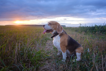 Dog beagle in a meadow in summer against a sunset. Portrait cute face Beagle dog on meadow
