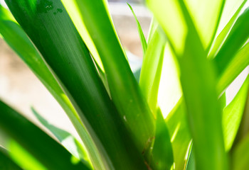 Close Up nature view of green leaf on blurred greenery background in garden at morning sunlight with copy space using as background natural green plants landscape, ecology, fresh wallpaper concept