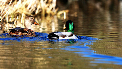 Entenpaar im Wasser