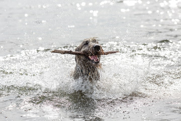 Irish wolfhound swimming with stick